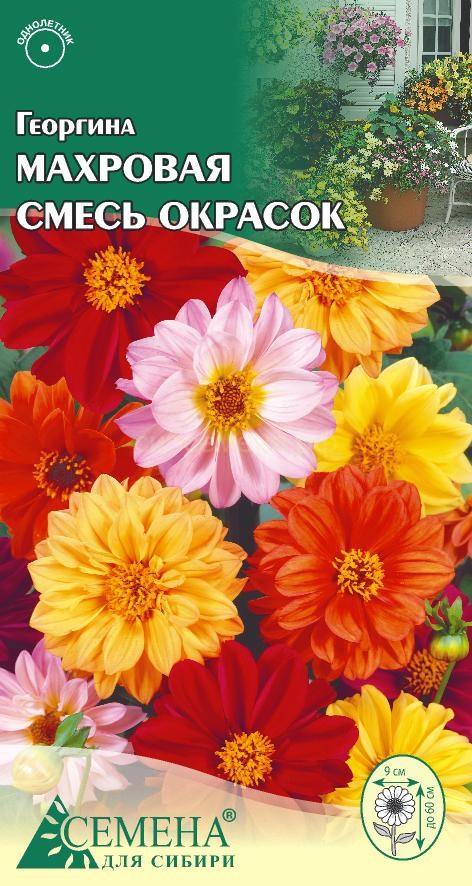 Как красиво и правильно сажать георгины на участке?