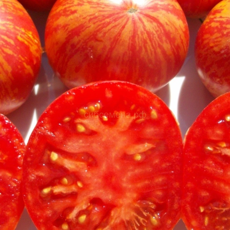 Болезни томатов — меры предупреждения и борьбы